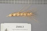 Click for 1 image(s) for this accession. Spike